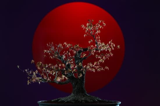 Guida passo dopo passo su come si fa bonsai: i primi passi per creare il tuo bonsai
