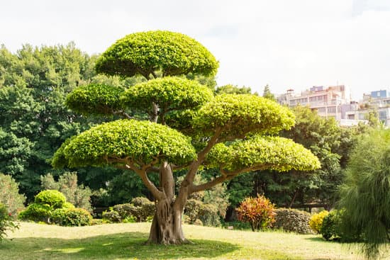 Ecco come rinvasare un bonsai di ulivo per una crescita sana e rigogliosa