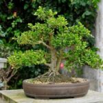 Scopri quale vaso usare per bonsai per una crescita ottimale e duratura