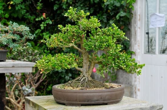 Scopri quale vaso usare per bonsai per una crescita ottimale e duratura