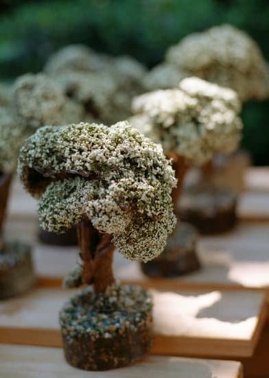 Come Scegliere Un Bonsai 1 Guida pratica su come scegliere un bonsai