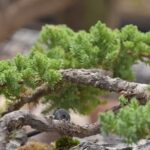 Bonsai Bomboniere Matrimonio Regala un simbolo di crescita eterna: bomboniere bonsai per il tuo matrimonio speciale