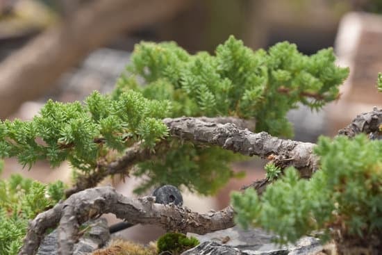 Bonsai Bomboniere Matrimonio 1 Regala un simbolo di crescita eterna: bomboniere bonsai per il tuo matrimonio speciale