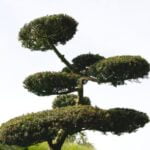Quanta acqua serve ai bonsai: guida alla giusta idratazione