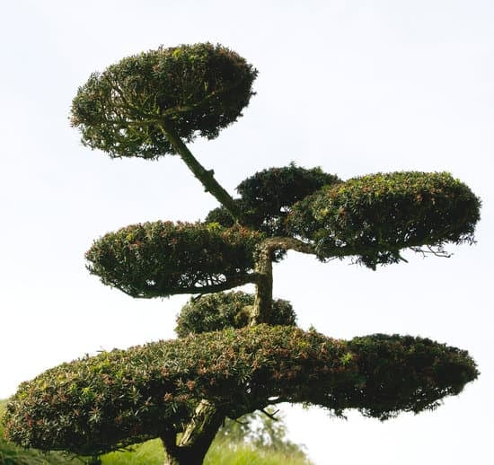 Quanta acqua serve ai bonsai: guida alla giusta idratazione