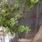 Bonsai Olivo Cura BONSAI OLIVO CURA: guida completa alla cura e alla potatura dell'olivo bonsai