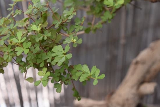 Bonsai Olivo Cura 1 BONSAI OLIVO CURA: guida completa alla cura e alla potatura dell'olivo bonsai