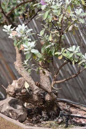 Bonsai Ulivo 1 Come coltivare un Bonsai Ulivo: guida completa per principianti