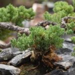 Scopri i segreti dell'arte del bonsai a Firenze e crea la tua bellezza verde