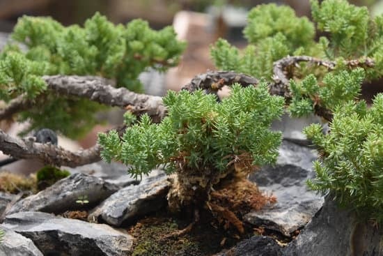 Scopri i segreti dell'arte del bonsai a Firenze e crea la tua bellezza verde