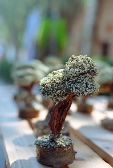 Il significato del bonsai: la bellezza e la spiritualità dell'arte giapponese dei mini alberi