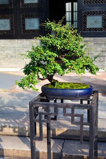 Bonsai Abbigliamento 1 - Bonsai Abbigliamento: stile e tendenza orientale per il tuo look unico