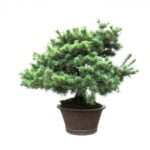 Come Potare Un Acero Bonsai Scopri come potare un acero bonsai per favorirne la crescita e la forma desiderata