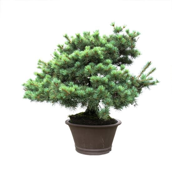 Come Potare Un Acero Bonsai 1 Scopri come potare un acero bonsai per favorirne la crescita e la forma desiderata