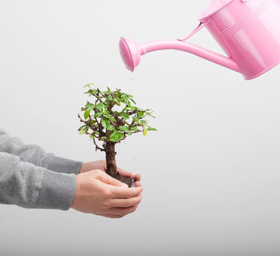 Pagine Verdi Bonsai 1 Scopri i segreti dei bonsai sulle Pagine Verdi Bonsai: consigli, curiosità e guide