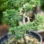 Acquista il tuo Bonsai Grande e trasforma il tuo giardino in un'oasi di serenità