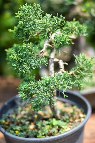 Acquista il tuo Bonsai Grande e trasforma il tuo giardino in un'oasi di serenità