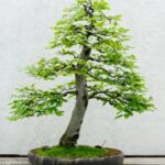 Suggerimenti per curare un BONSAI SECCO: innaffiare regolarmente, evitare il sole diretto, nebulizzare frequentemente