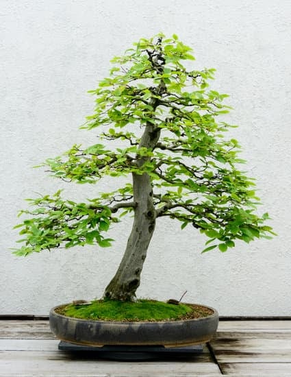 Bonsai Secco 1 Suggerimenti per curare un BONSAI SECCO: innaffiare regolarmente, evitare il sole diretto, nebulizzare frequentemente
