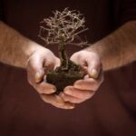 Guida per potare un glicine bonsai: tecniche e consigli