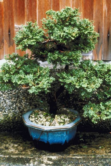 Segui le linee guida per potare bonsai per mantenerne la forma e la salute