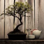 Come curare un olmo bonsai: consigli pratici per la sua manutenzione