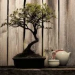 Come curare un olmo bonsai: consigli pratici per la sua manutenzione