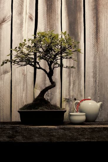 Come curare un olmo bonsai: consigli pratici per la sua manutenzione