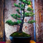 Guida pratica su come fare un bonsai di ficus ginseng