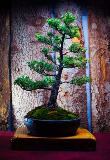 Guida pratica su come fare un bonsai di ficus ginseng
