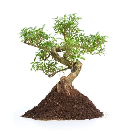 Bonsai Ficus Cura 1 Segui attentamente le istruzioni per la cura del Bonsai Ficus