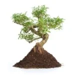 Scopri i top 10 Bonsai più costosi al mondo e lasciati affascinare dalle loro bellezze uniche