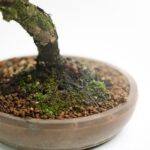 Quando Posso Mettere Il Filo Al Mio Bonsai Scopri quando puoi mettere il filo al tuo bonsai per favorire la sua crescita controllata