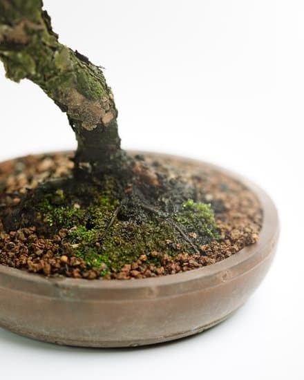 Scopri quando puoi mettere il filo al tuo bonsai per favorire la sua crescita controllata