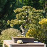 Come Modellare Un Bonsai Ficus Scopri come modellare un bonsai ficus con questi semplici passaggi