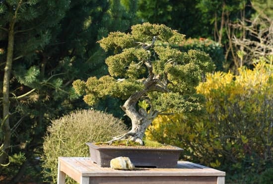 Come Modellare Un Bonsai Ficus 1 Scopri come modellare un bonsai ficus con questi semplici passaggi
