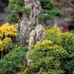 Bomboniera: regala un mini bonsai come simbolo di amore e crescita eterna