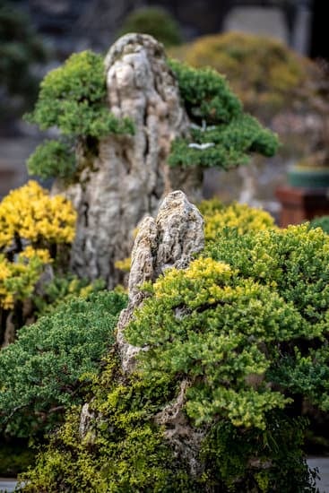 Bomboniera Bonsai Matrimonio 1 Bomboniera: regala un mini bonsai come simbolo di amore e crescita eterna