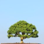 Come Salvare Bonsai come salvare bonsai