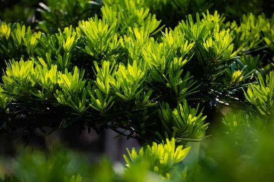 Il significato dell'amore per il bonsai: cura, dedizione, crescita