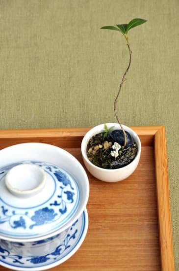 Bonsai Significato Simbolico 1 Il significato simbolico del bonsai è un'arte millenaria