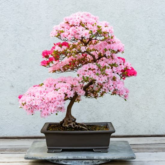 Quando Potare Una Quercia Bonsai 1 Quando potare una quercia bonsai: consigli pratici e tempistiche ideali