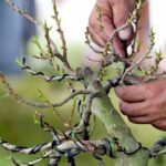 Come tenere un bonsai ginseng: consigli per la cura e la manutenzione del tuo bonsai