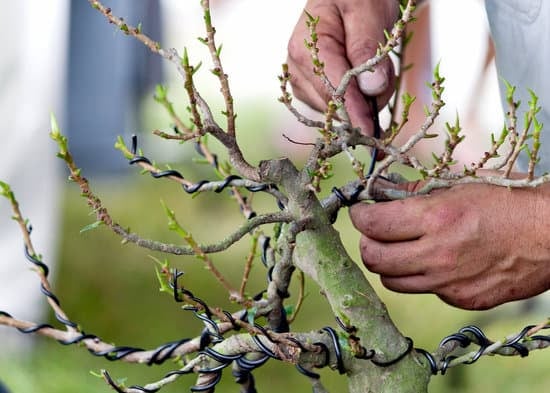 Rinvasare Bonsai 1 Guida passo-passo per rinvasare bonsai: istruttivo e preciso per principianti e esperti