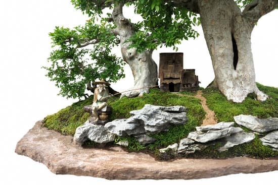 Quando Potare Il Ficus Retusa Bonsai 1 Scopri quando potare il tuo bonsai Ficus Retusa per favorirne la crescita e la forma desiderata