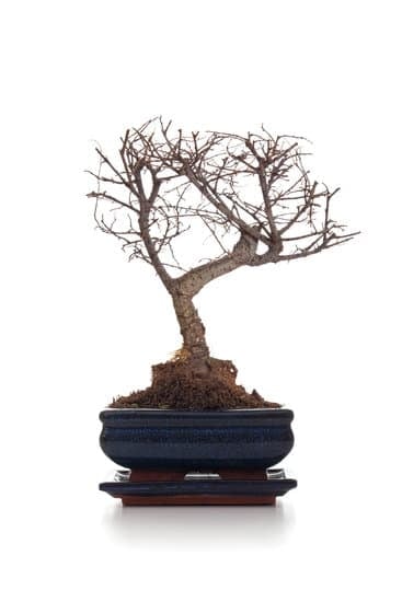 Giardino Bonsai 1 Cura e potatura del giardino bonsai per un verde rigoglioso e armonioso