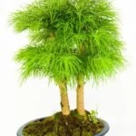 Segui le istruzioni su come si semina un bonsai per un risultato ottimale.