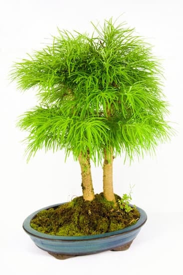 L'ulivo bonsai da giardino: un simbolo di bellezza e longevità per il tuo spazio verde