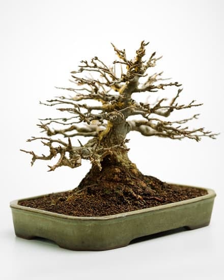 Come Potare Un Bonsai Di Olmo 1 Guida dettagliata su come potare un bonsai di olmo per una crescita sana.