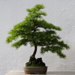 Centro Bonsai Iodice Scopri il Centro Bonsai Iodice: arte giapponese e cultura green in un unico luogo
